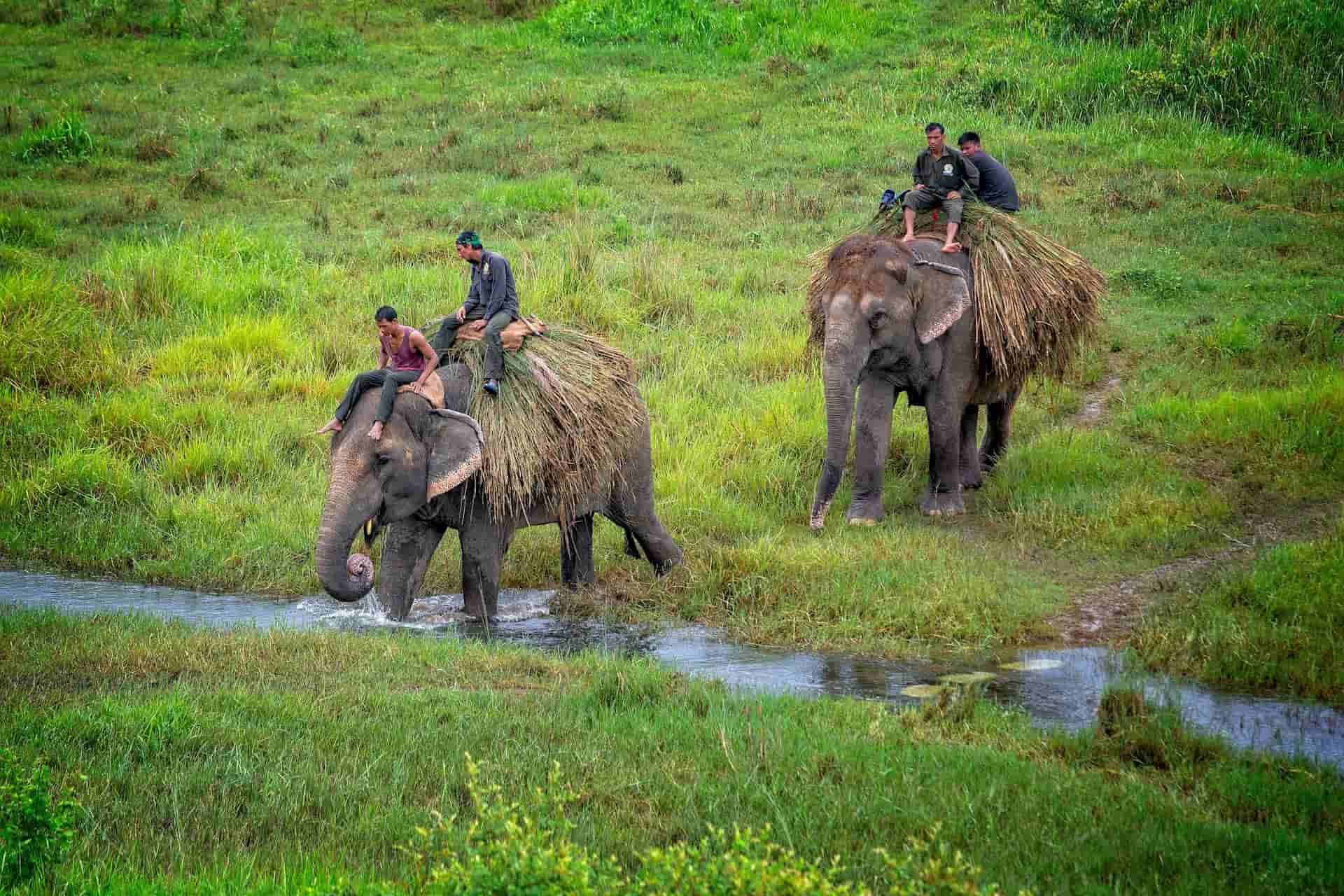 Elephants corssing river carrying humans on back