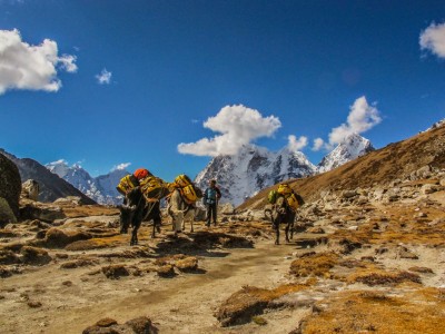Carrying things with donkeys in Himalayas Nepal