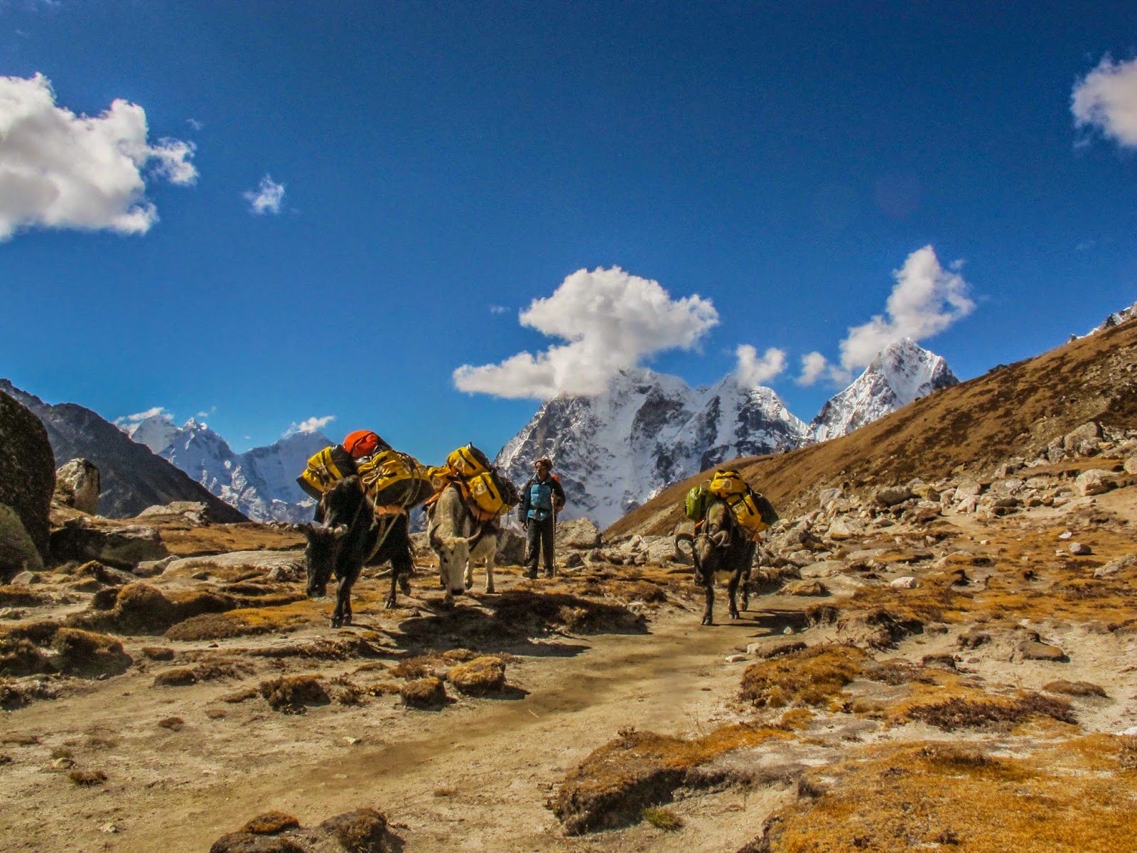 Carrying things with donkeys in Himalayas Nepal