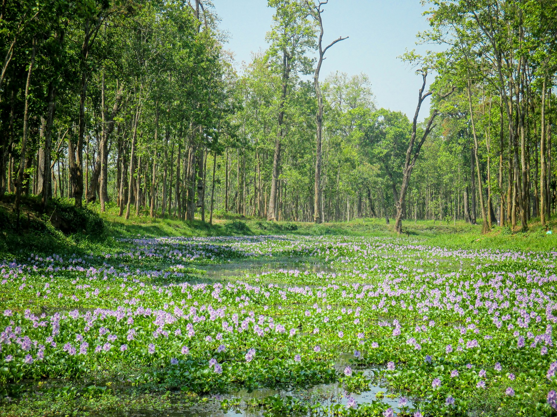 Verdant Landscape of Nepal's Terai Region