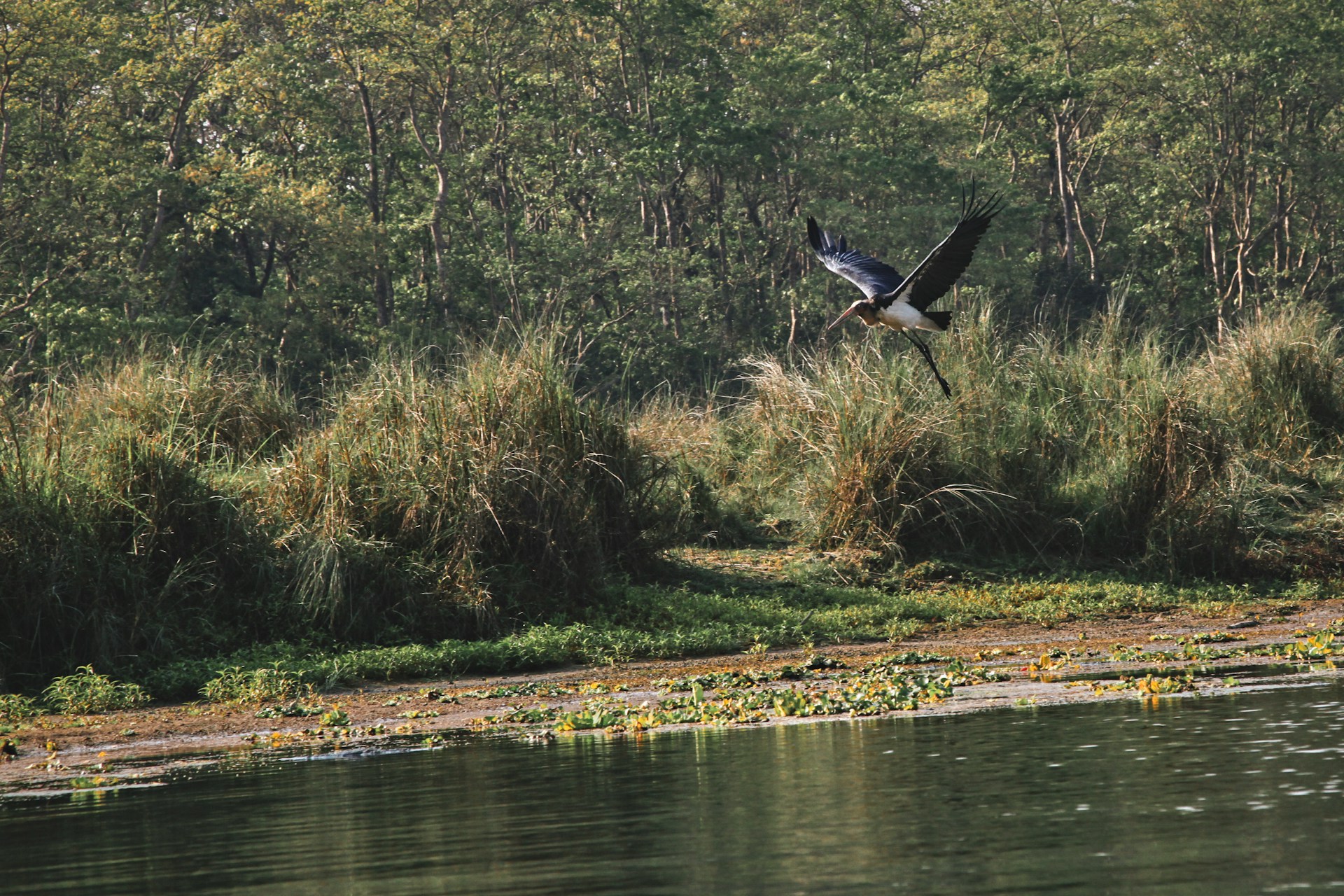 Bird in the Terai Region by the Pond