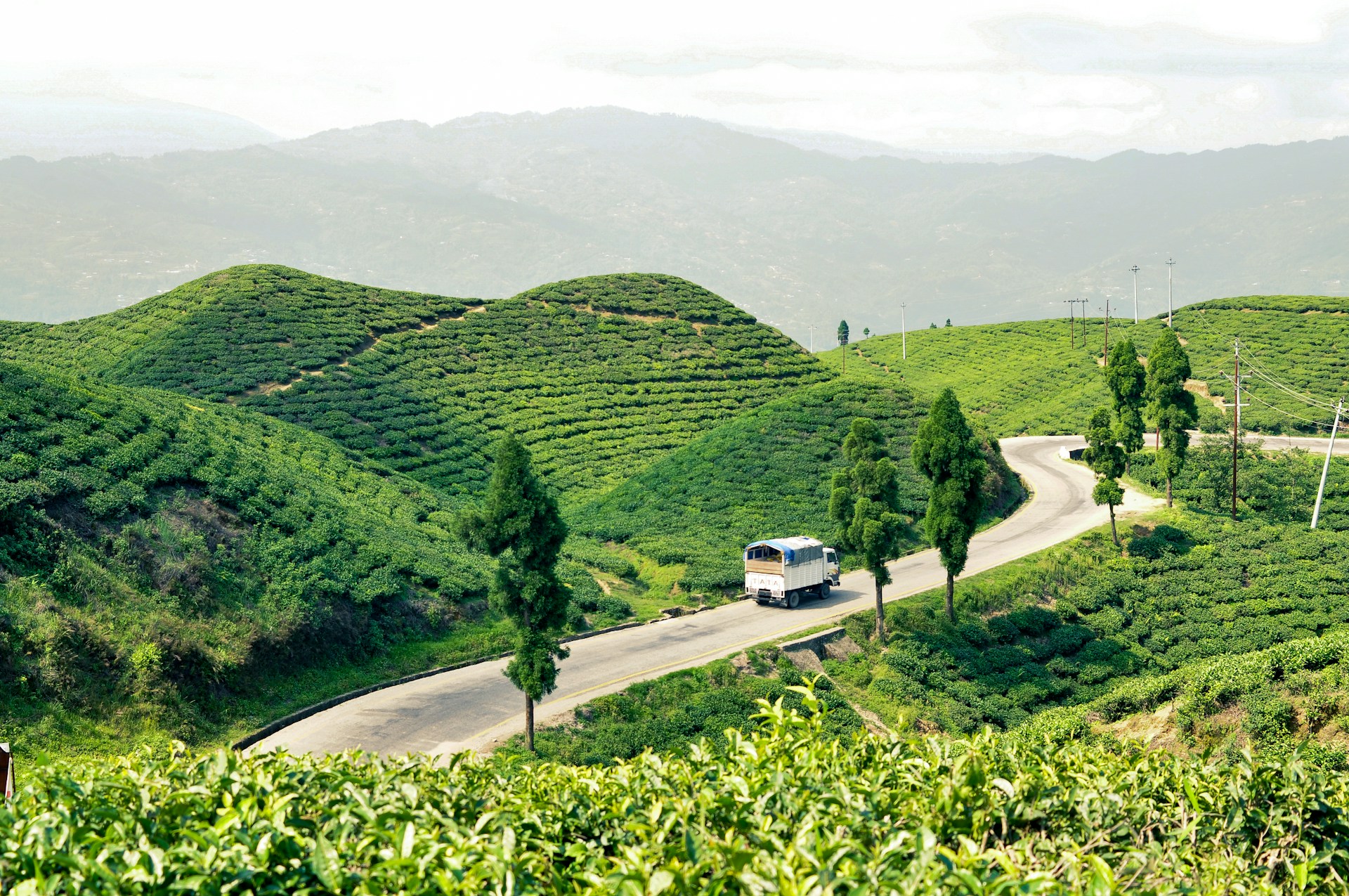 Scenic View of Ilam's Tea Gardens