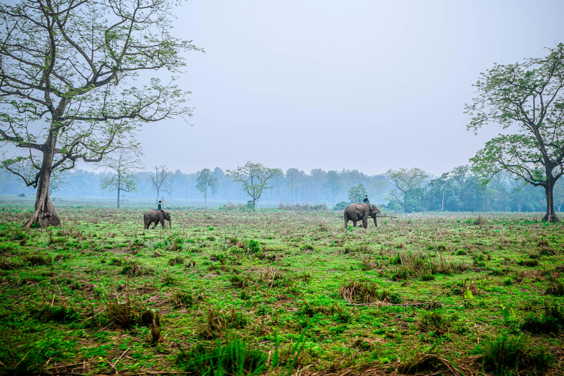 Elephants on green field