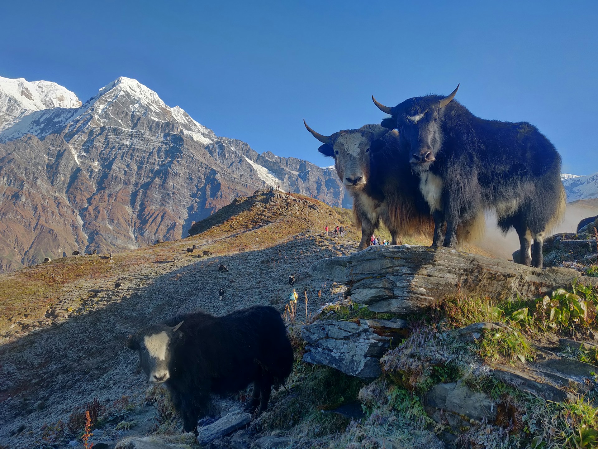 Majestic Mardi Himal: Snow-Capped Peaks & Himalayan Yaks