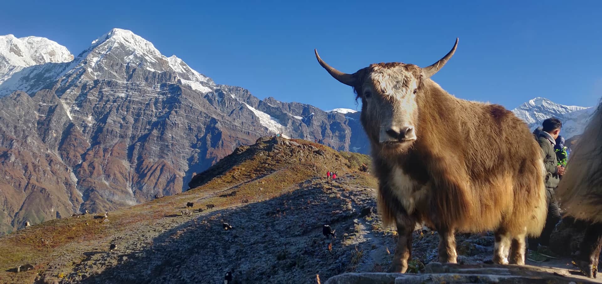 Yak and a Majestic Mountain Backdrop