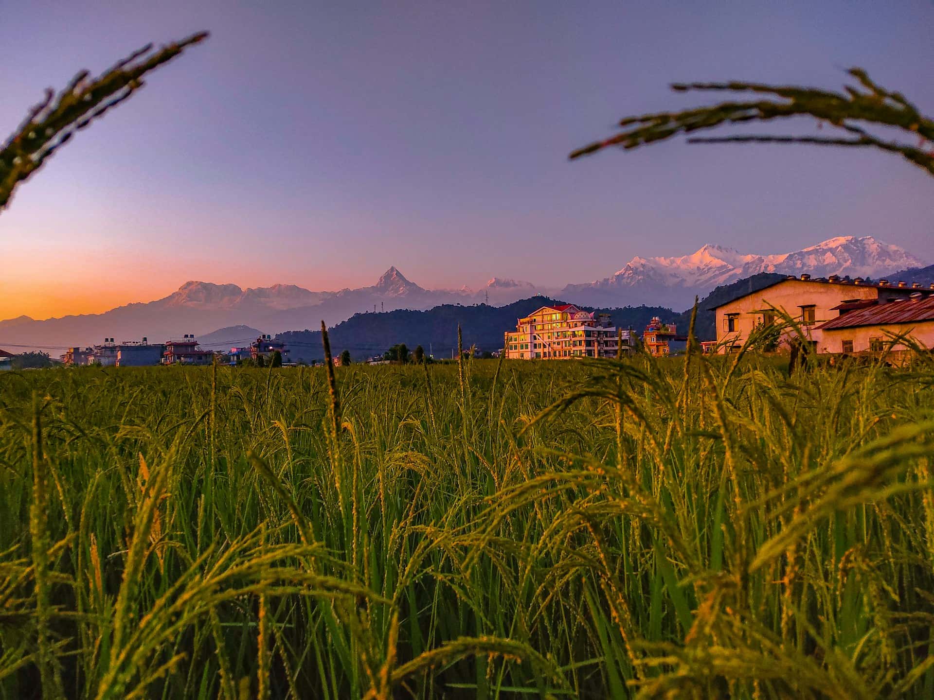 Golden Rice Grains with Snowy Himalayan Backdrop