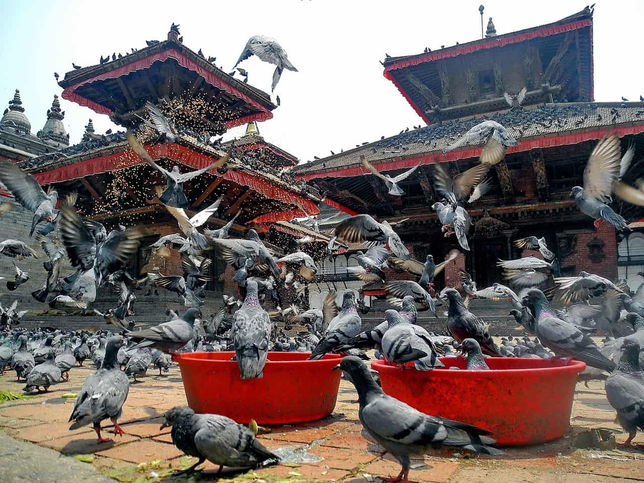 Birds in front of Temple in Nepal